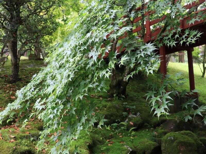 Yumoto Ueyama Ryokan Хімедзі Екстер'єр фото
